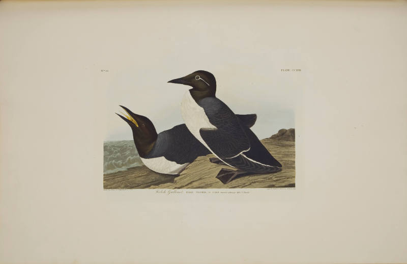 Foolish Guillemot