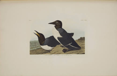 Foolish Guillemot