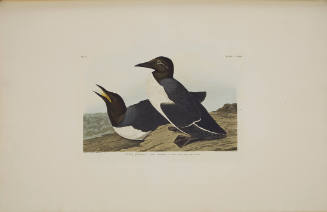 Foolish Guillemot