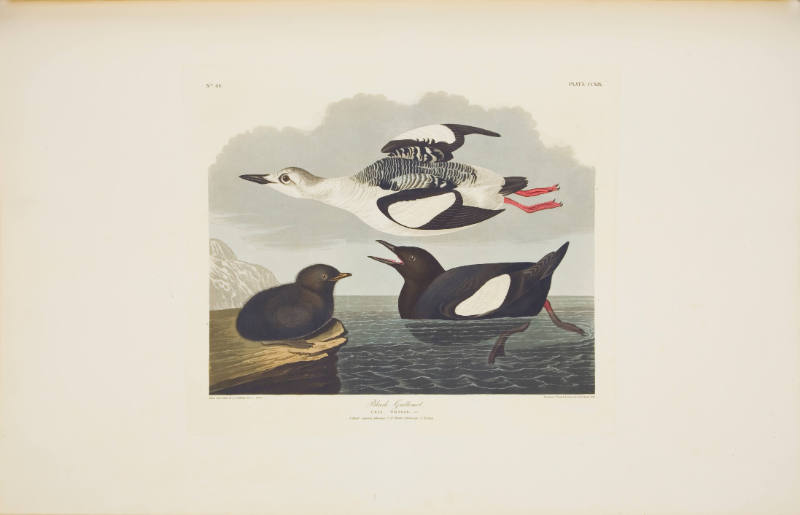 Black Guillemot
