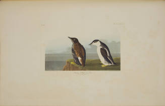 Slender-billed Guillemot