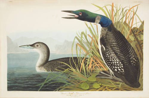 Great Northern Diver or Loon