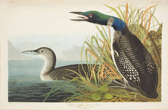 Great Northern Diver or Loon