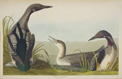 Black Throated Diver