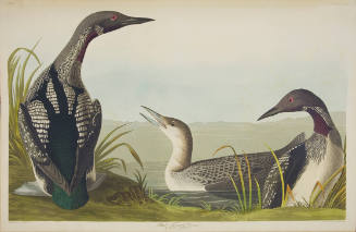 Black Throated Diver