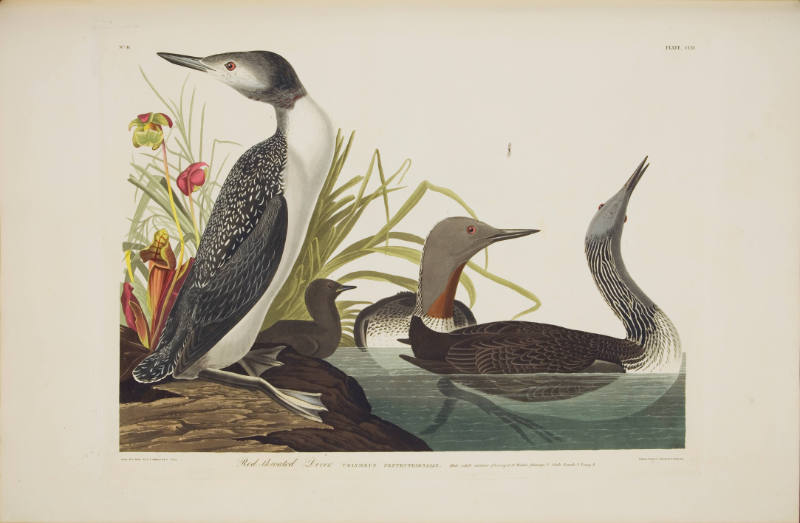 Red-Throated Diver