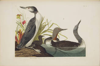 Red-Throated Diver