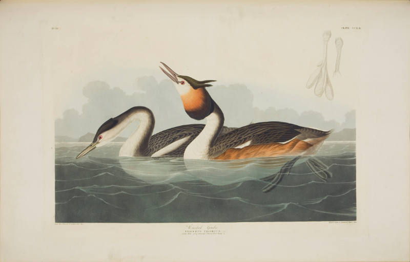 Crested Grebe