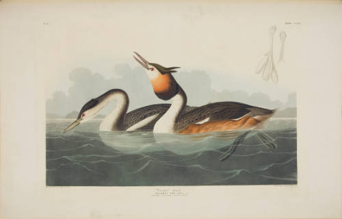 Crested Grebe