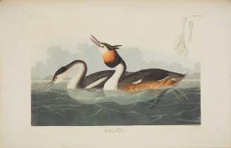 Crested Grebe
