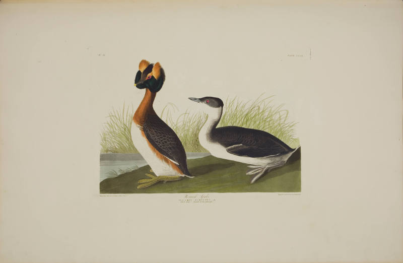 Horned Grebe
