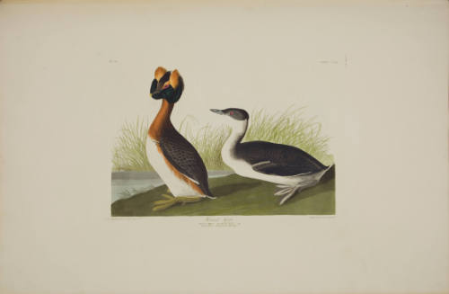 Horned Grebe