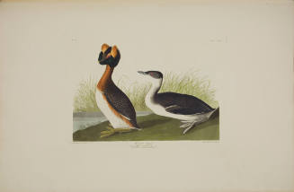 Horned Grebe