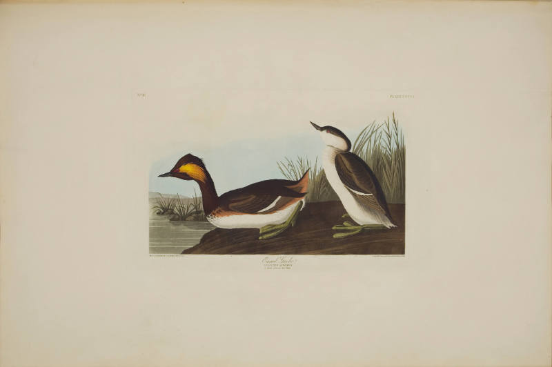 Eared Grebe