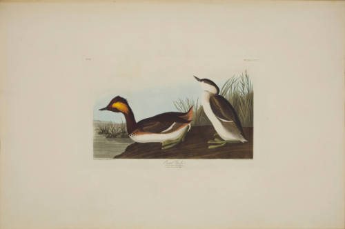 Eared Grebe