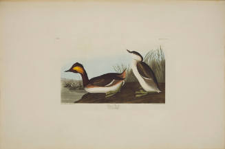 Eared Grebe