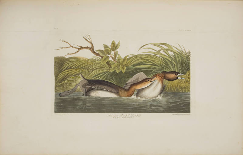 American Pied-bill Dobchick