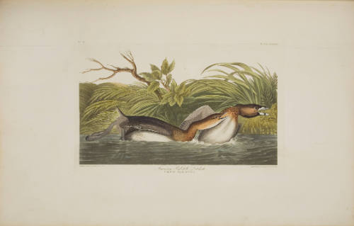 American Pied-bill Dobchick