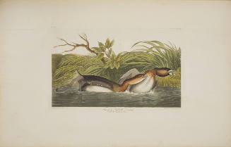 American Pied-bill Dobchick