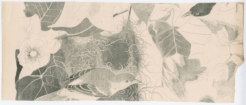 Fragment of Plate XII- Northern Oriole