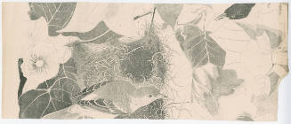 Fragment of Plate XII- Northern Oriole