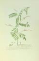 Indigofera, plate 55.