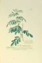 Indigofera, plate 54