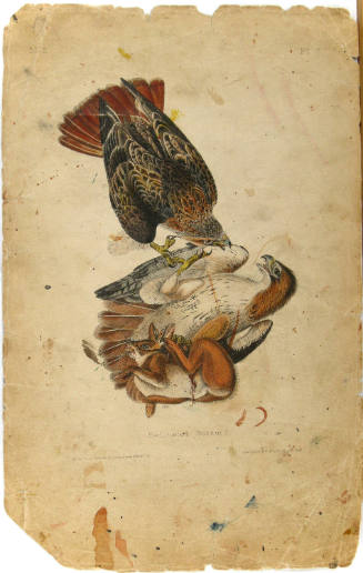Red-tailed Buzzard