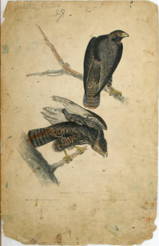Harlan's Buzzard