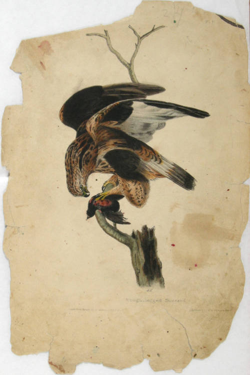 Rough-legged Buzzard