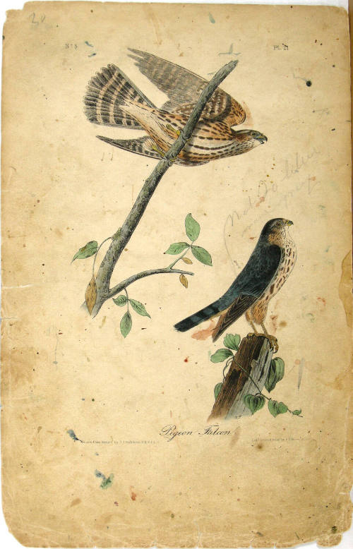 Pigeon Falcon