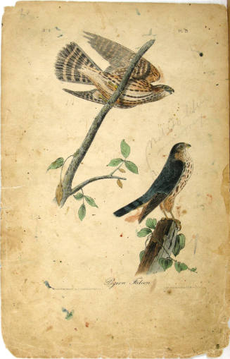 Pigeon Falcon