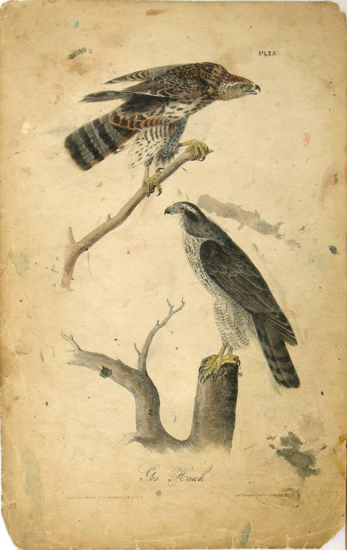 Gos Hawk