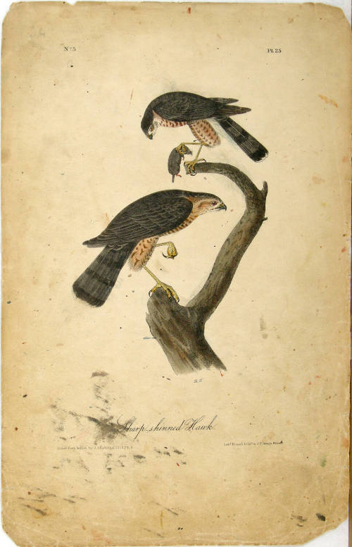 Sharp-shinned Hawk