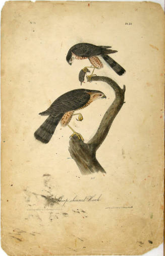 Sharp-shinned Hawk