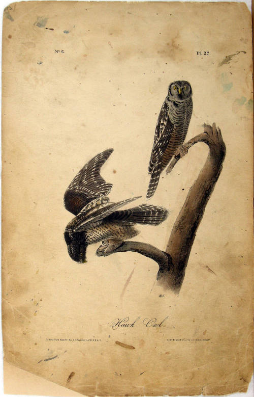 Hawk Owl