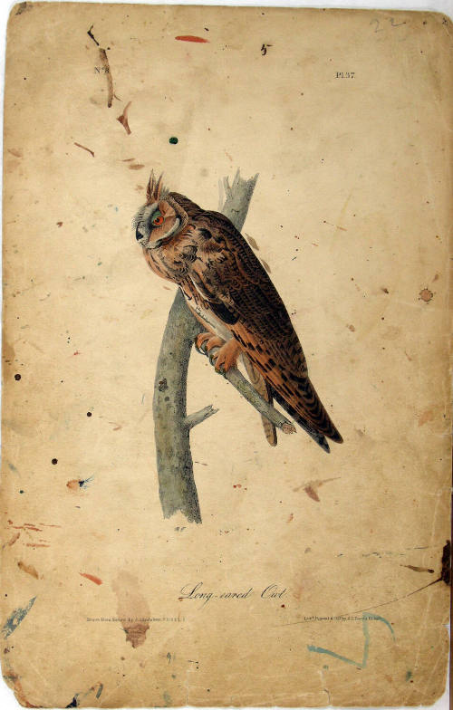 Long-eared Owl
