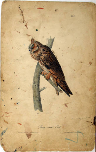 Long-eared Owl