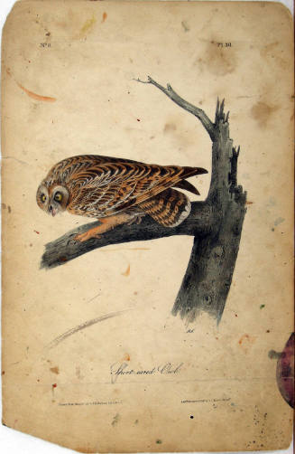 Short-eared Owl