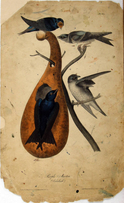 Purple Martin