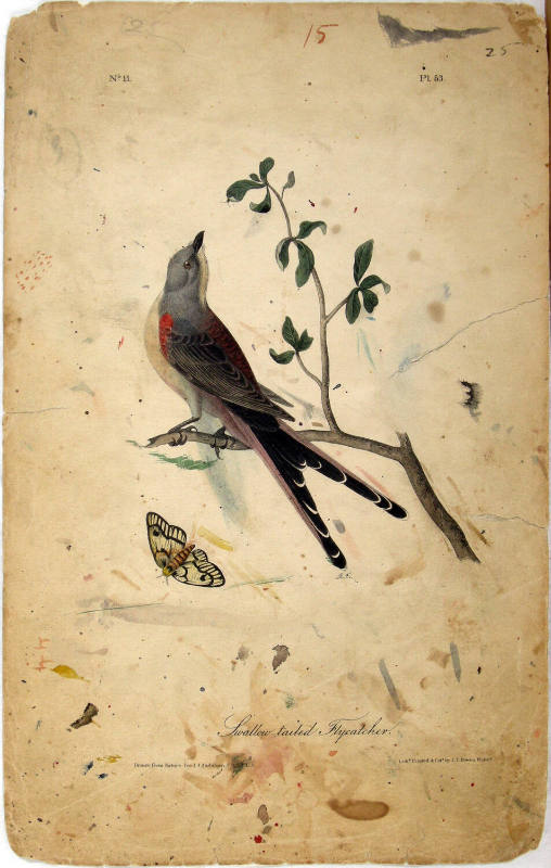 Swallow-Tailed Flycatcher