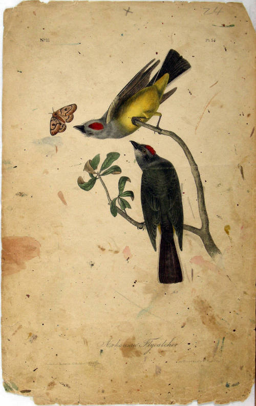 Arkansas Flycatcher
