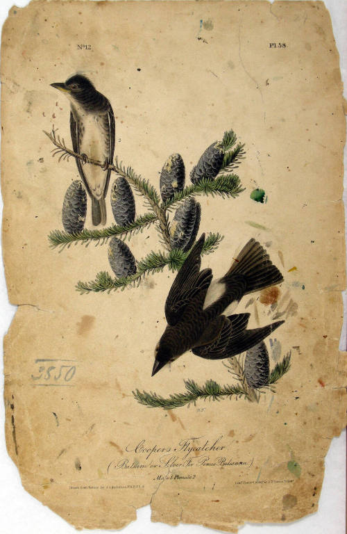 Coopers Flycatcher