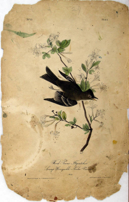 Wood Pewee Flycatcher