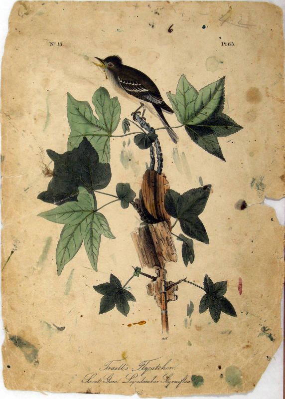Traill's Flycatcher