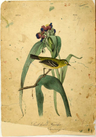 Small-headed Flycatcher