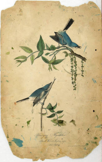 Blue-grey Flycatcher