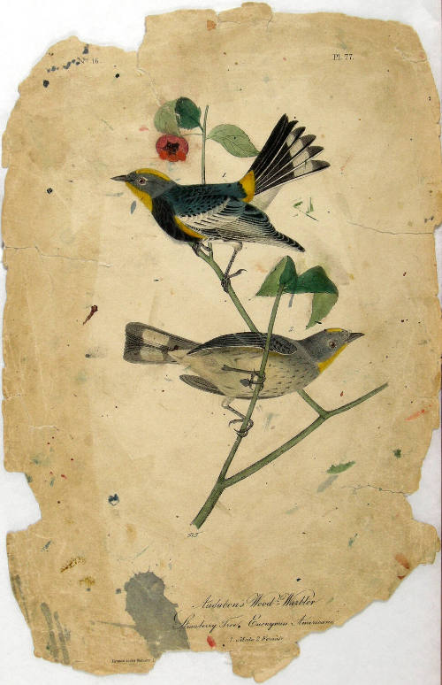 Audubon's Wood Warbler