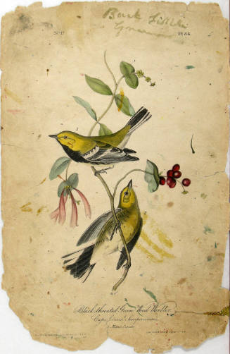 Black-throated Green Wood Warbler