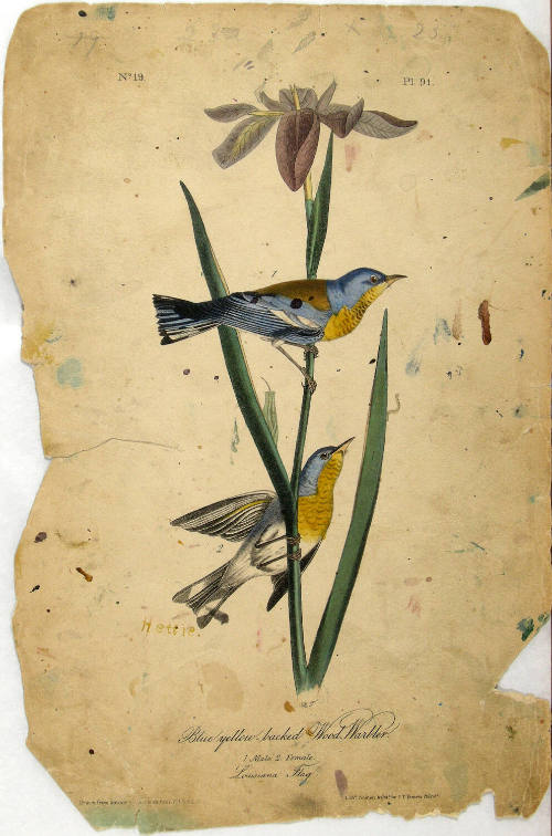 Blue yellow-backed Wood Warbler